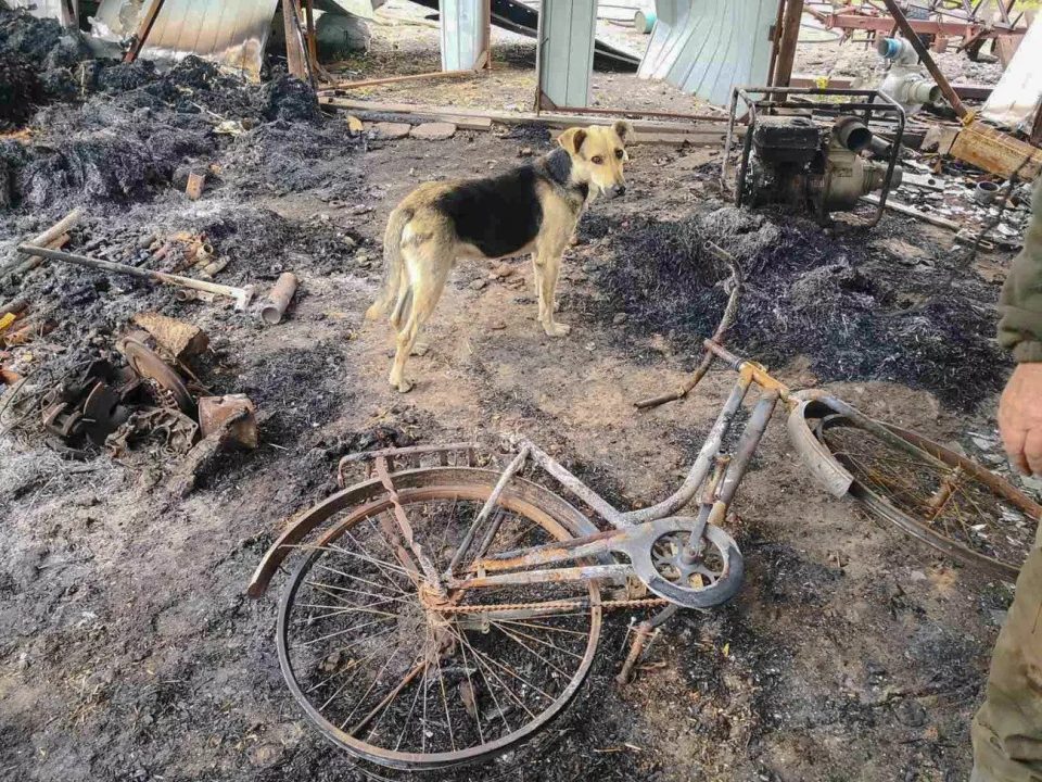 Ukraine Abandoned Dog